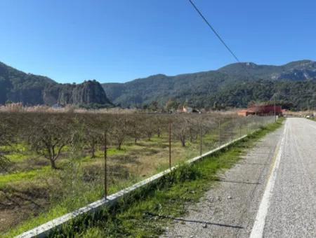 5985M2 5% Zoniertes Land Zum Verkauf In Dalyan Als Weinberggarten