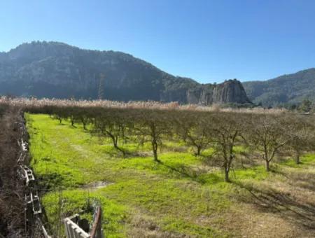 5985M2 5% Zoniertes Land Zum Verkauf In Dalyan Als Weinberggarten