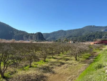 5985M2 5% Zoniertes Land Zum Verkauf In Dalyan Als Weinberggarten