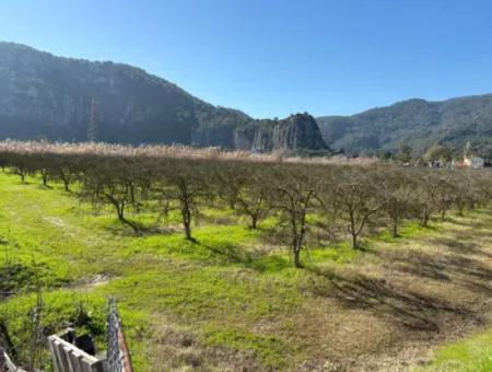 5985M2 5% Zoniertes Land Zum Verkauf In Dalyan Als Weinberggarten