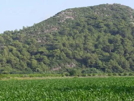 Bauernhof Zum Verkauf In Der Nähe Des Zentrums Von Dalyan,14, 612M2 Bauernhof Zum Verkauf