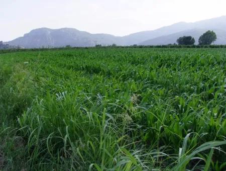 Bauernhof Zum Verkauf In Der Nähe Des Zentrums Von Dalyan,14, 612M2 Bauernhof Zum Verkauf