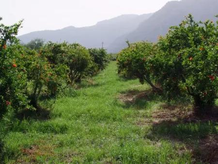 Merkez Dalyan Iztuzu See-Garten-Villa Zum Verkauf