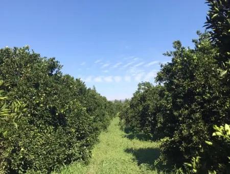 Garten Grundstück Mit Garten Zum Verkauf In Köyceğiz Zum Verkauf In Dogusbelen Dogusbelen Narenc