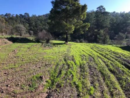 Gokbel Land Zu Verkaufen 8000M2 Land Zum Verkauf Mit Voller Meerblick