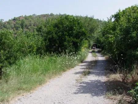 Land-Handlung Zum Verkauf Zum Verkauf In Oriya Yerbele 750M20