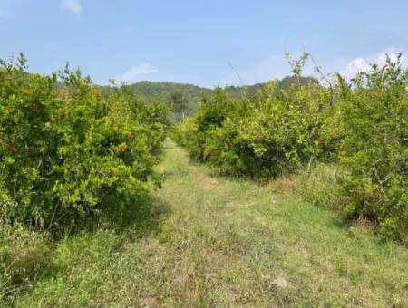 7800M2 Grundstück Zum Verkauf Am Anfang Der Strandstraße Iztuzu In Gökbel