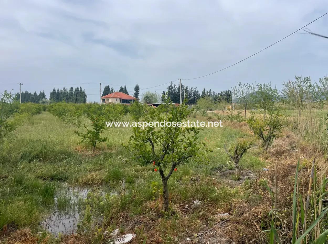 Field For Sale 6500M2 In Dalyan