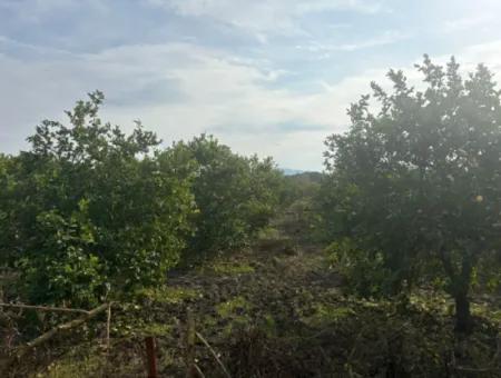 Single Title Deed 5617M2 Lemon Orchard For Sale In Tepearası