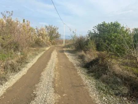 Single Title Deed 5617M2 Lemon Orchard For Sale In Tepearası