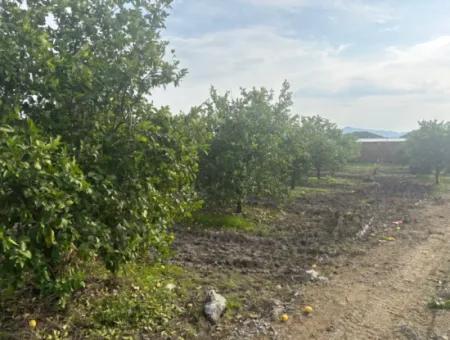 Single Title Deed 5617M2 Lemon Orchard For Sale In Tepearası