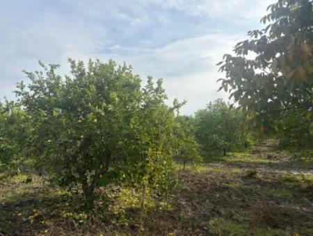 Single Title Deed 5617M2 Lemon Orchard For Sale In Tepearası