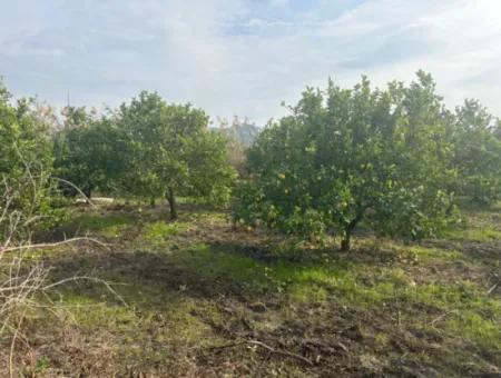 Single Title Deed 5617M2 Lemon Orchard For Sale In Tepearası