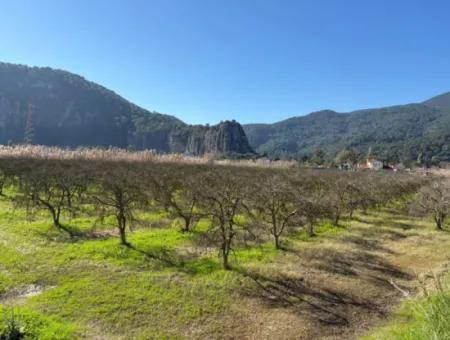 5985M2 5% Zoned Land For Sale In Dalyan As Vineyard Garden