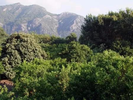 Near The Centre Of Dalyan In Dalyan Plot For Sale For Sale 987M2