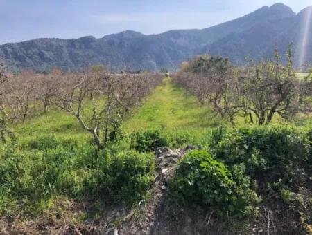 5500M2 Land For Sale In Dalyan