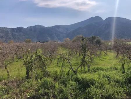 5500M2 Land For Sale In Dalyan