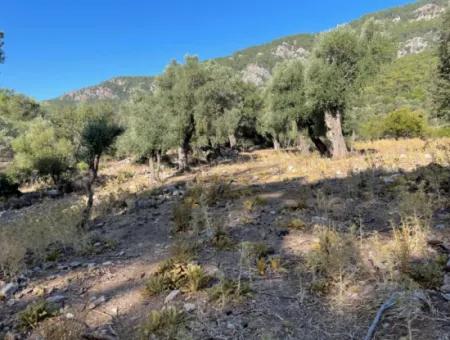 2620M2 Land Field For Sale With Sea View Of Çandir