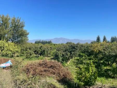 2223M2 Fields For Sale In Dalyan