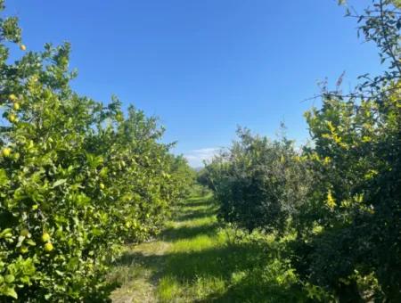 10,000M2 Lemon Garden For Sale In Karadons