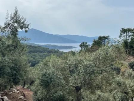 Olive House With Sea View In Ekincik Is For Sale