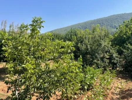 Muğla Ula Köprübaşı Mahallesin In 2378M2 Land In 3 1 Vlla For Sale