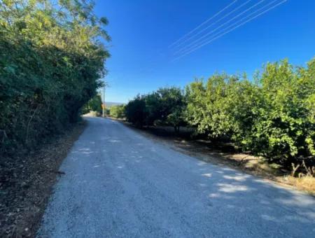 2D Lemon Orchard For Sale In Marmarli, Dalyan