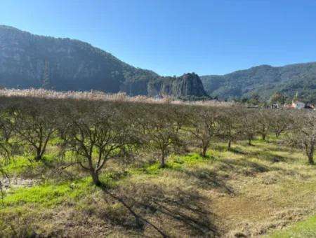 Dalyan'da Bağ Bahçe Olarak 5985M2 %5 İmarlı Satılık Arsa