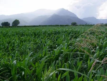 Dalyan Satılık Tarla Dalyan Merkeze Yakın 14,612M2 Satılık Tarla