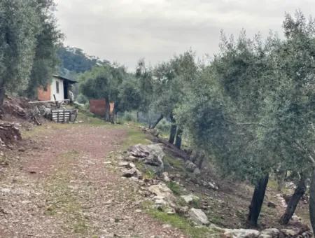 Ekincikde Deniz Manzaralı Zeytin Evi Satılıktır