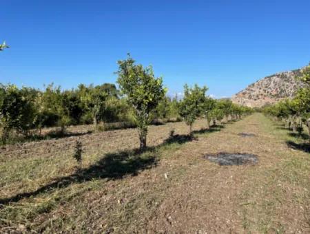 Dalyan'da Merkeze Yakın 6600M2 Satılık Tarla