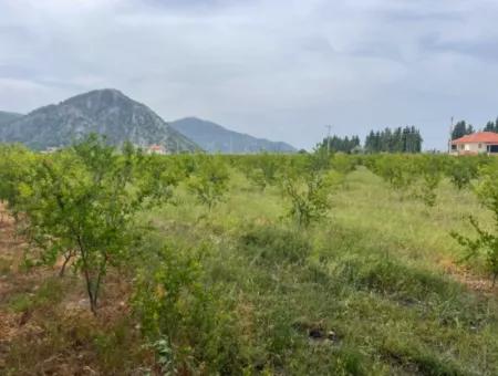 Dalyan'da 6500M2 Satılık Tarla